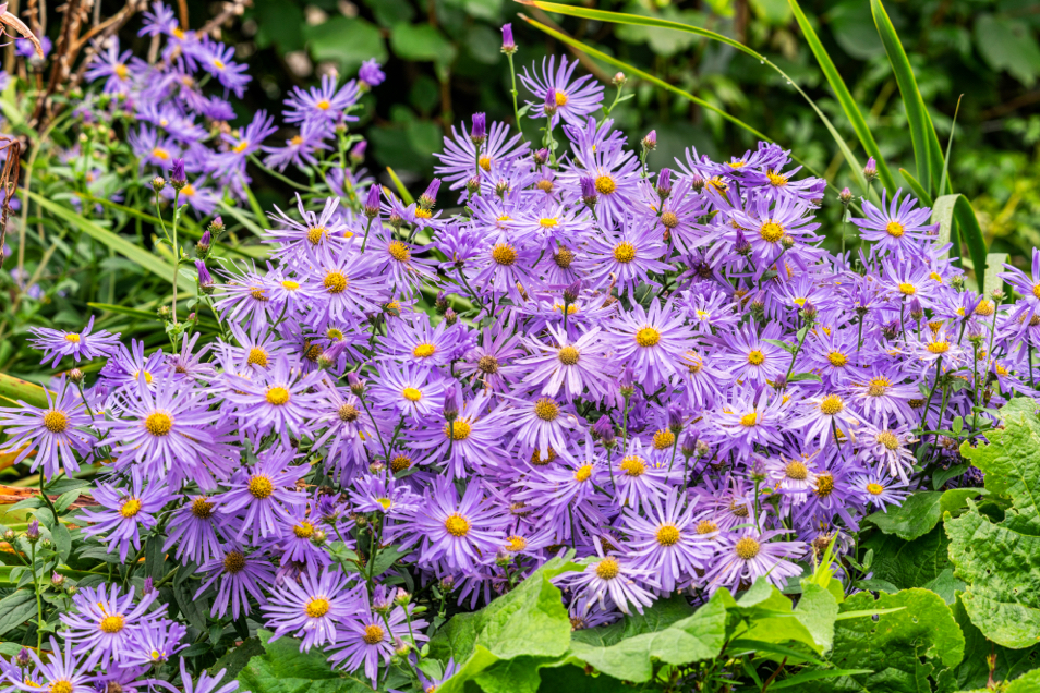 Aster × frikartii with purple flowers growing outside in a garden bed