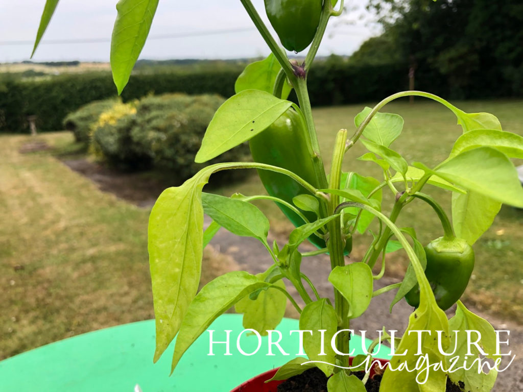 a chilli plant growing in a container outside with three green fruits in front of a garden