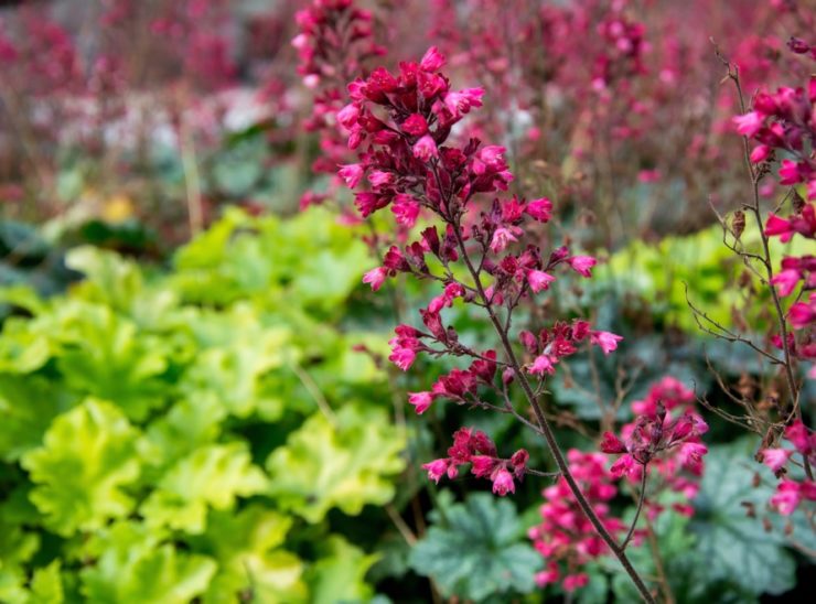 Growing In Shallow Soil? Try These 20 Plants By Master