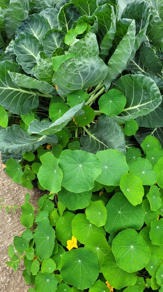 nasturtiums companion planted with Brassica oleracea var. Gemmifera