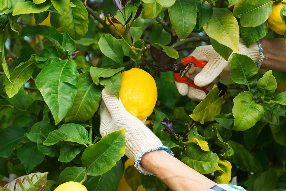 gardener shown snipping yellow lemon fruits from the branches of a tree with secateurs