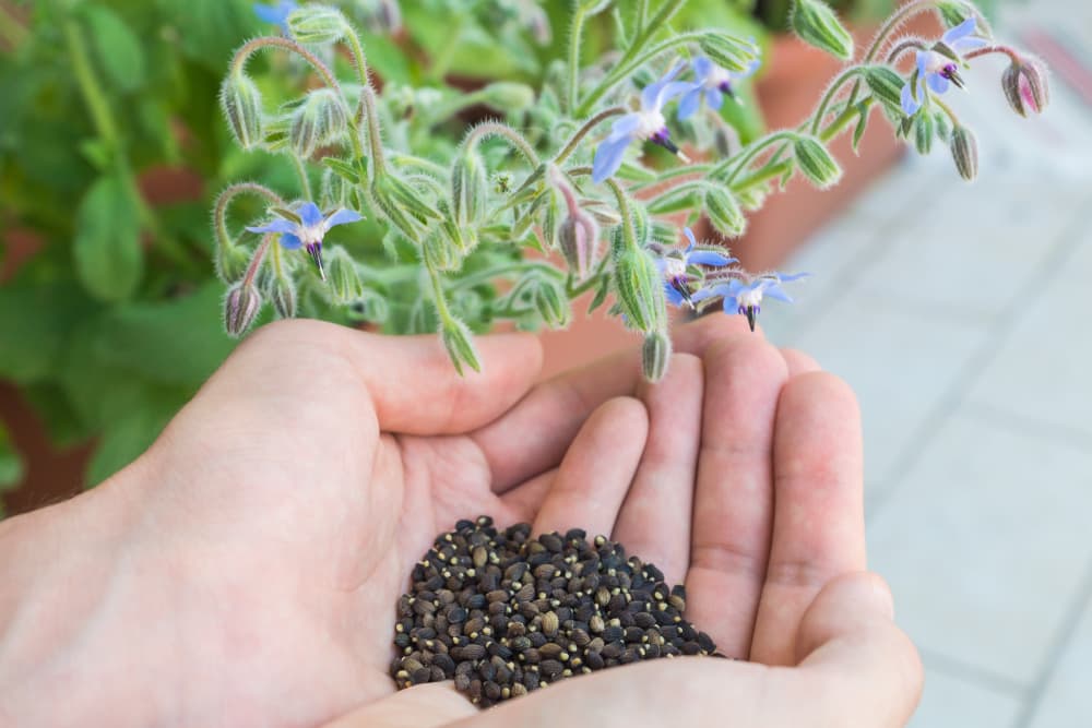 open hands holding borage seeds with flowers visible in the background