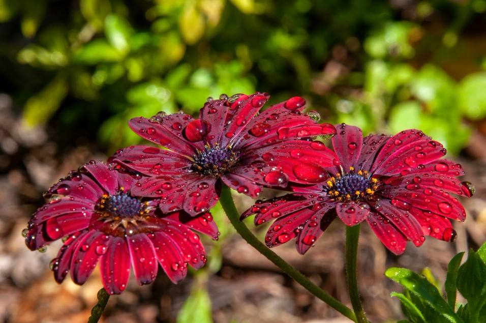purply-red flowering African daisy growing outside covered in raindrops