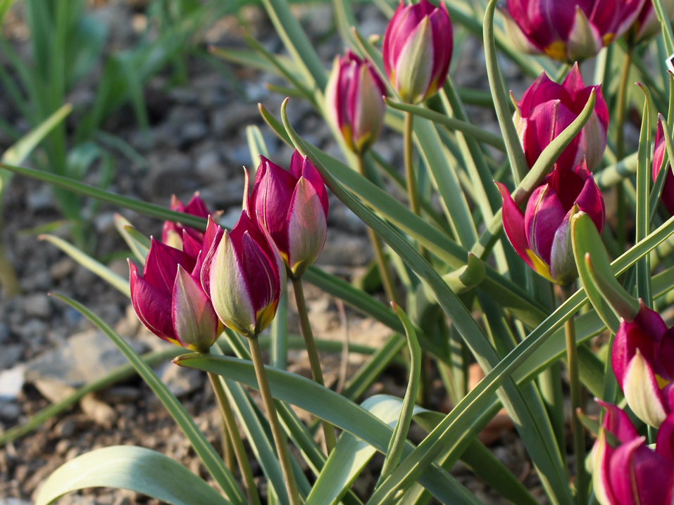 dark purple flowering tulips with green steps and leaves growing in a garden bed