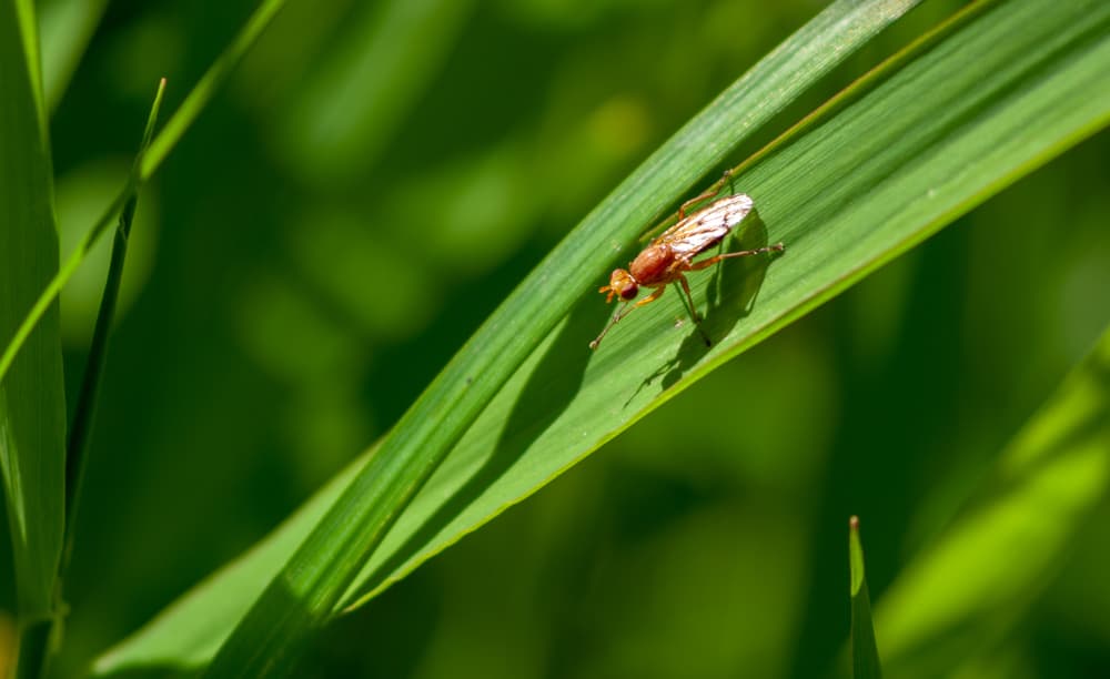 magnified view of a carrot fly shown on a blade of grass