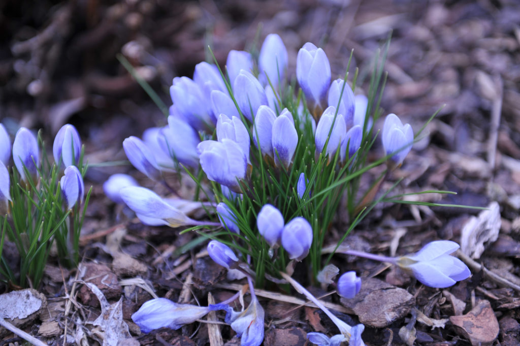 small, lilac Crocus biflorus 'Blue Pearl' plant growing from a mulched ground