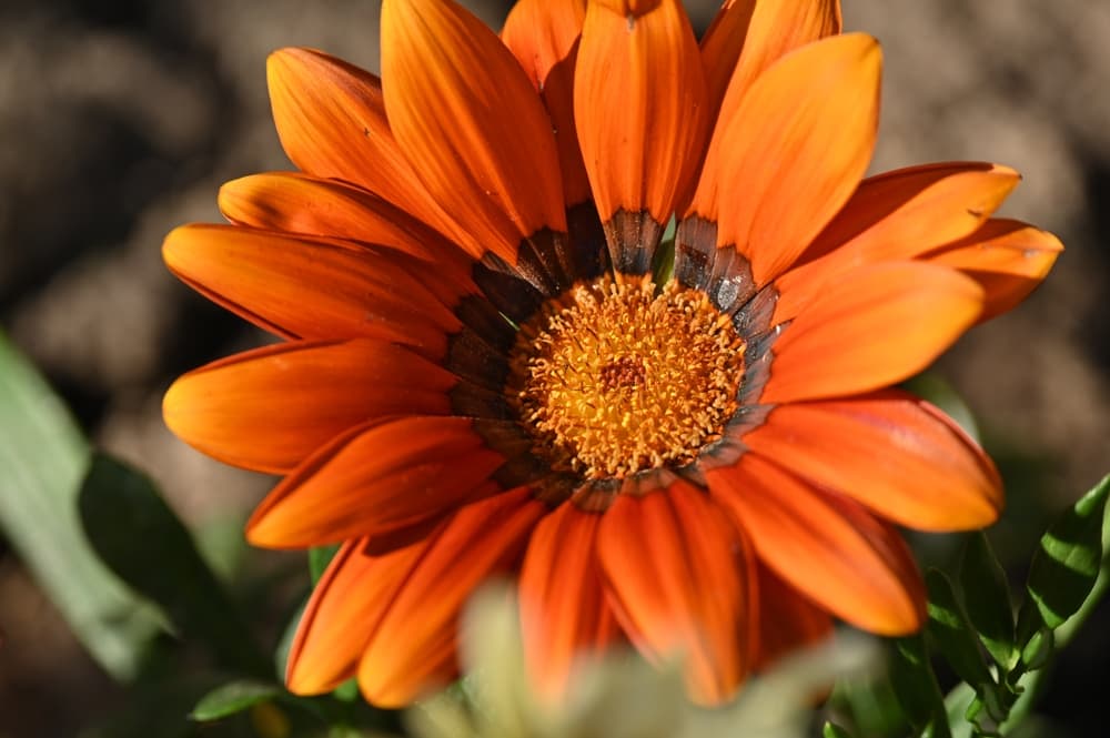 Gazania Tiger Eye in close focus