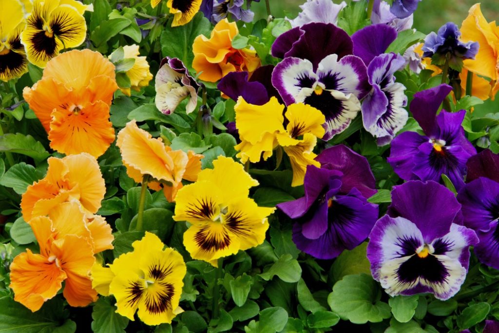 yellow, orange and purple pansies growing next to each other with their green leaves as a backdrop