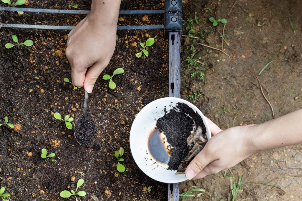 a hand holding a bowl of compost and another hand using a spoon to place this compost in a flower bed full of spaced out plant seedlings