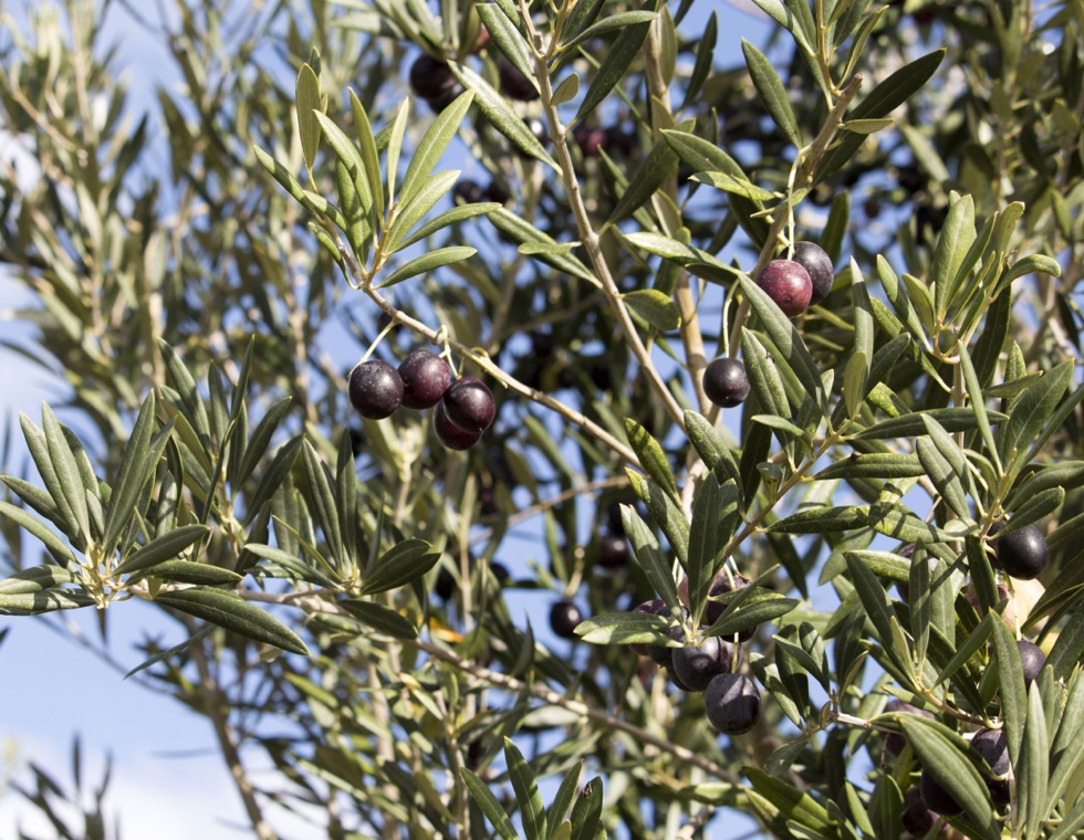 some olive tree branches bearing black olives growing in front of a blue sky outside