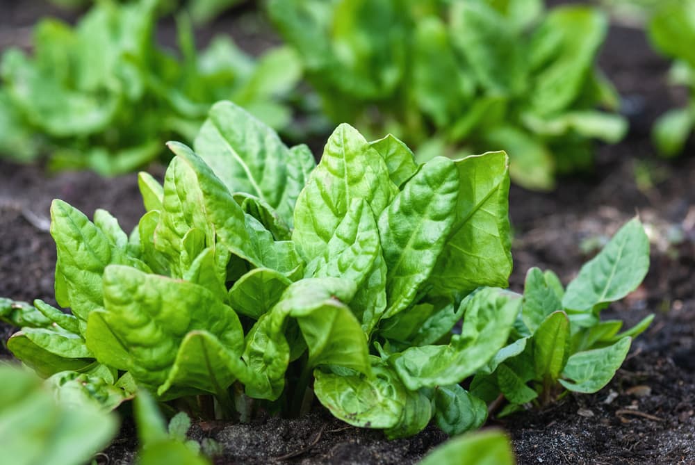 leafy green spinach growing from wet soil