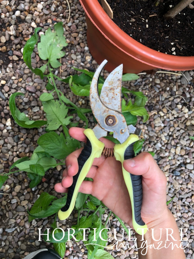 a pair of secateurs being held in front of tomato plant foliage that has just been pruned lying on some gravel, with a potted plant growing in the background