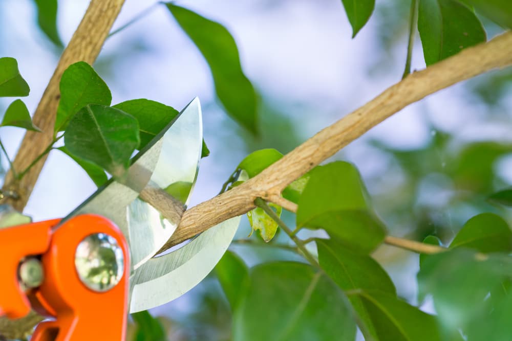 secateurs being used to snip the branches of a tree