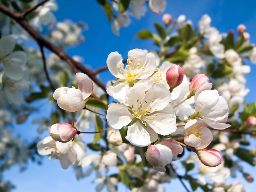 white blossoms of Malus × atrosanguinea 'Gorgeous' with some pink buds yet to open against a blue sky