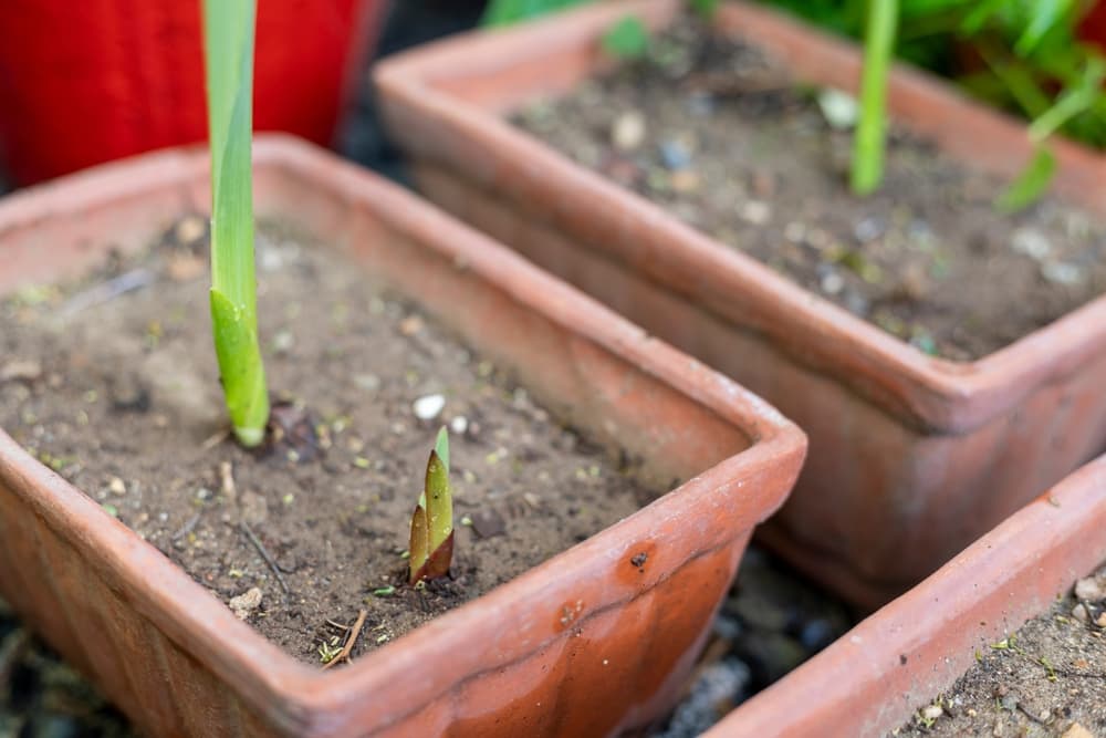 gladiolus corms germinating in a large terracotta plant pot with very dry soil