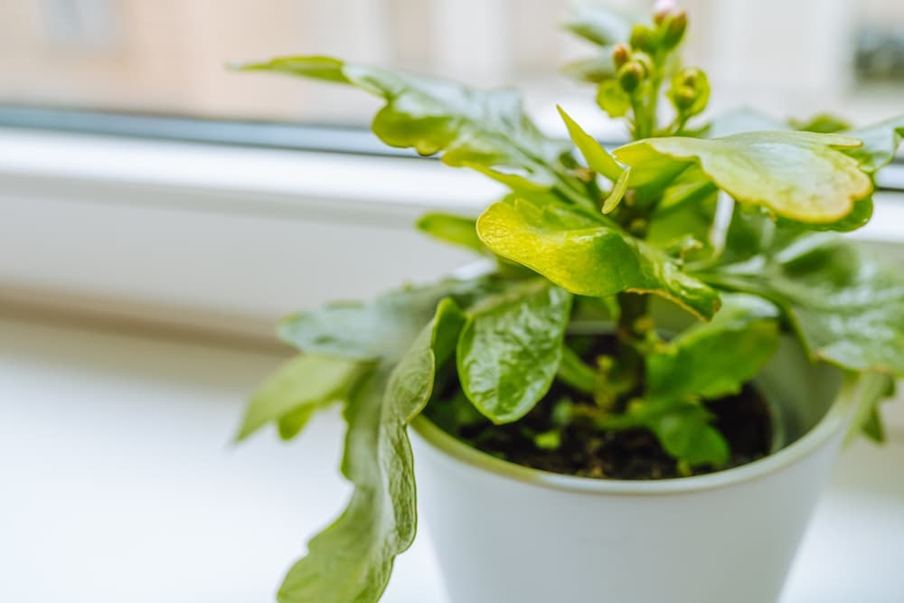 potted Kalanchoe plant with buds of new flowers sat in a white pot on a home windowsill