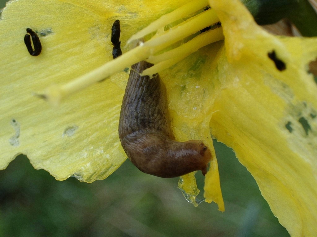 a slug and other small pests climbing on the rotting yellow centre of a daffodil