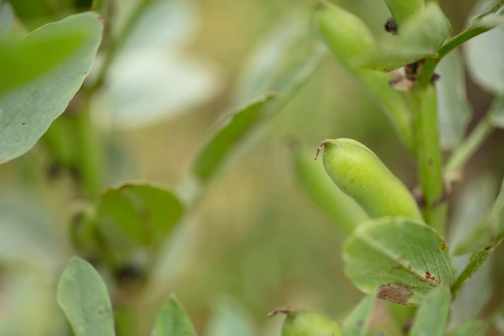 growing tips of a broad bean plant