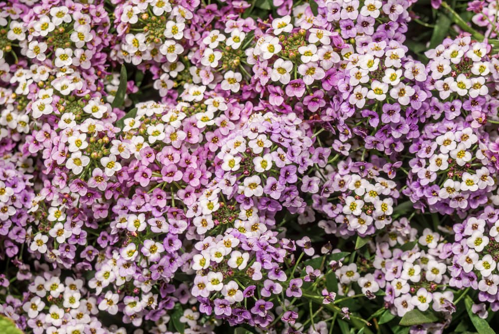 sweet alyssum flowers in white and pink as groundcover