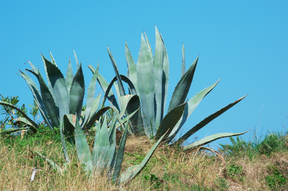 agave americana succulents growing outside in a very dry environment with blue sky in the background