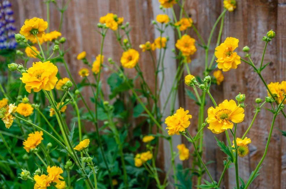 geum plants with yellow flowering heads and tall stems growing outside in front of a garden fence