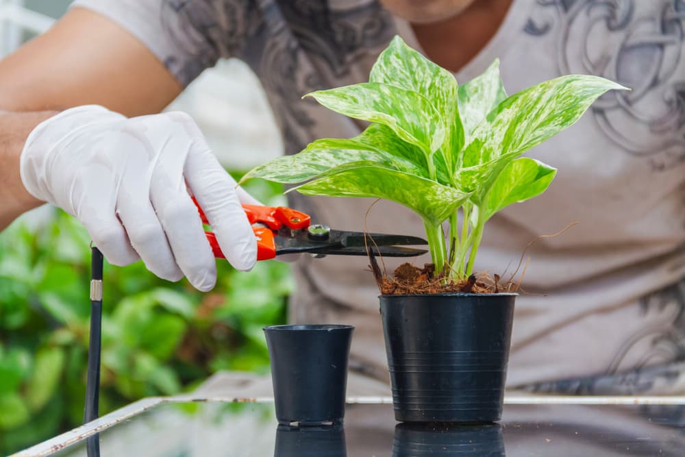 pruning shears being used to trim a Golden Pothos