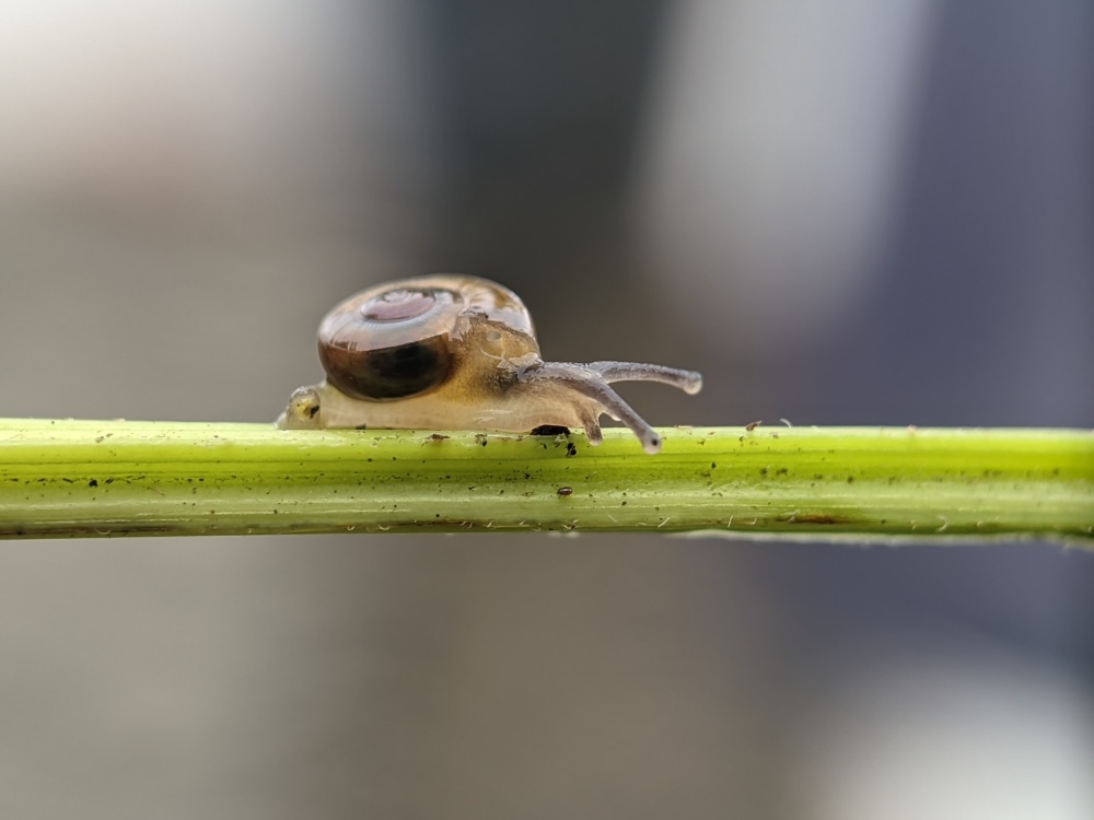 a small snail crawling along the horizontal stem of a plant