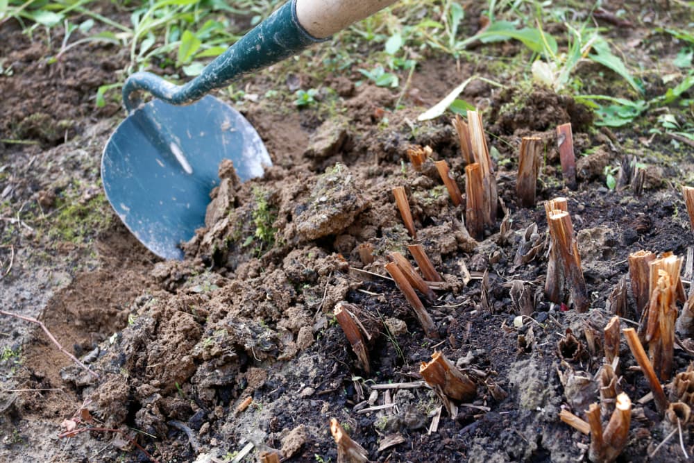 peony plants that have been cut back with a hoe being used to till the soil