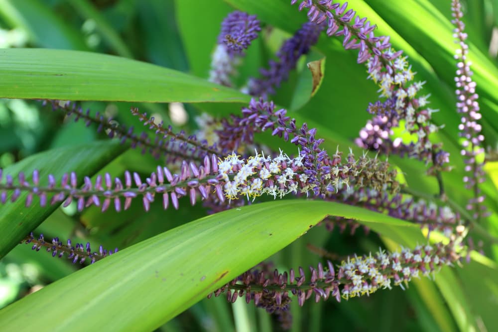 Cordyline petiolaris with long purple and white flowers