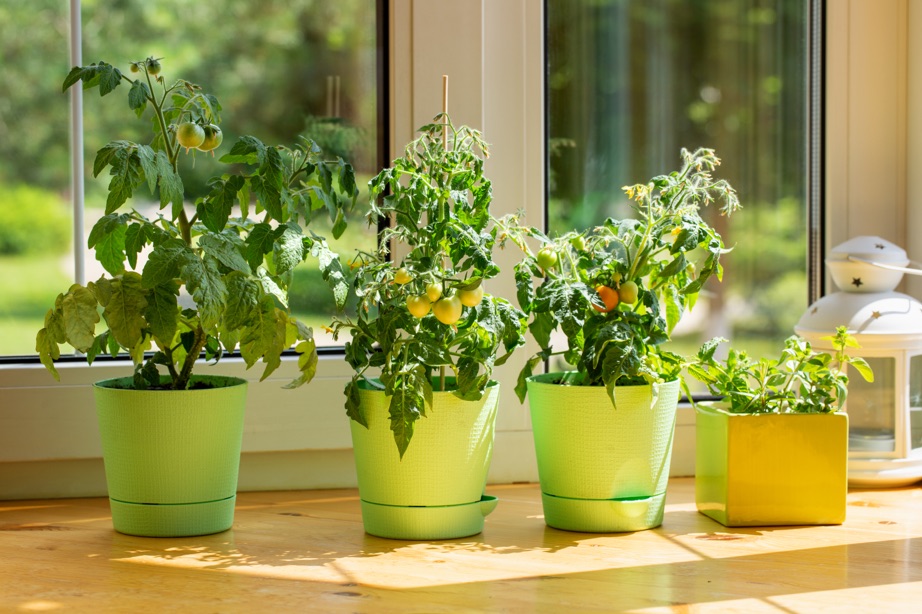 four tomato plants that are growing in green pots and bear green and orange fruit growing inside in front of a window
