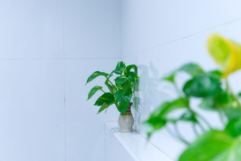 25 Bathroom Plants For Dark & Humid Spaces Horticulture