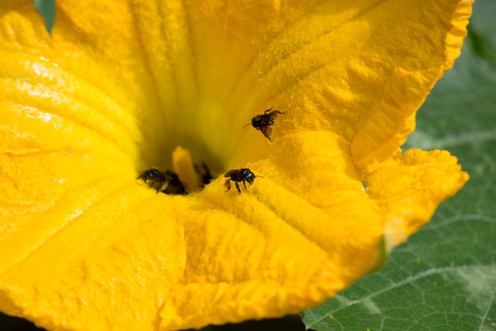 a few small insects inside the centre of a yellow flower with its leaves in the background