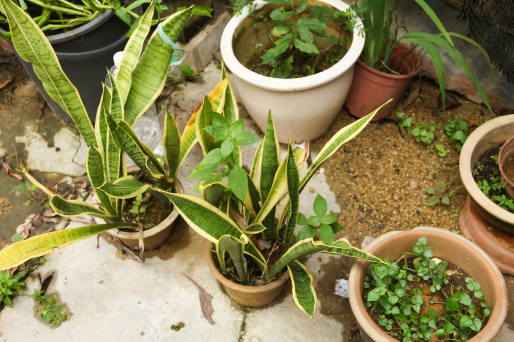 different varieties of potted plants growing outside in front of a wall