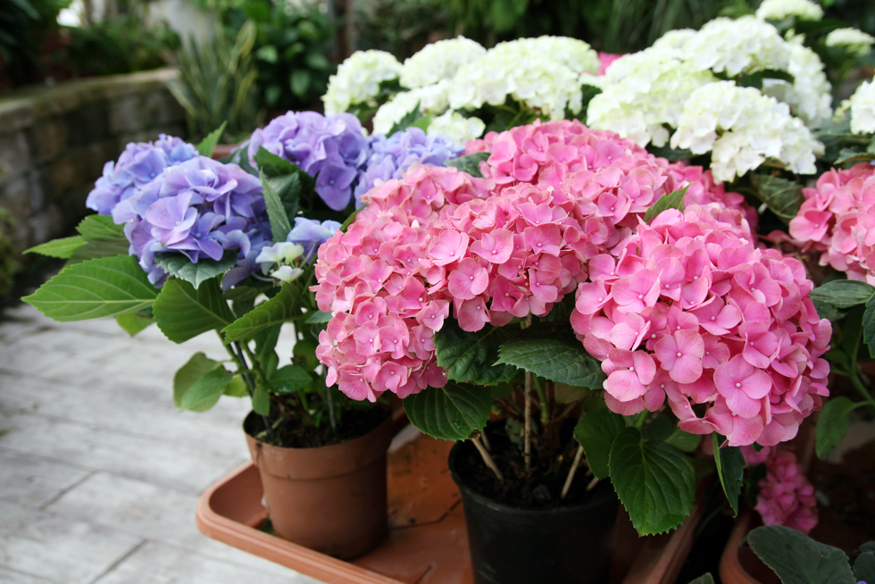 a tray full of potted hortensias with purple, white and pink flowers outside