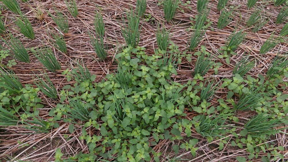 a shallot vegetable plot covered in weeds and straw mulch