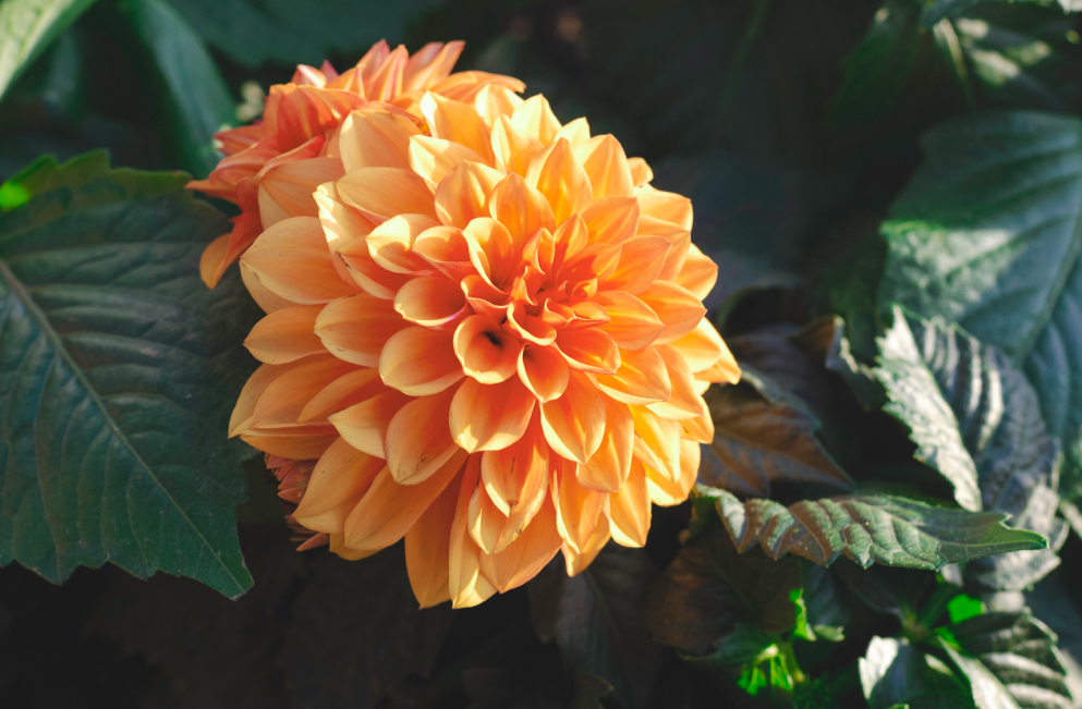 flowering head of a dahlia 'david howard' variety with orange petals