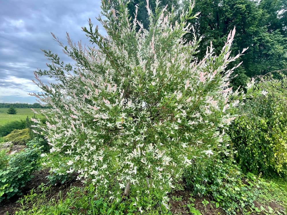 Flamingo Willow with large fields in the background