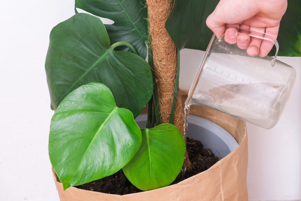 a potted monstera plant with a stake being watered by a jug