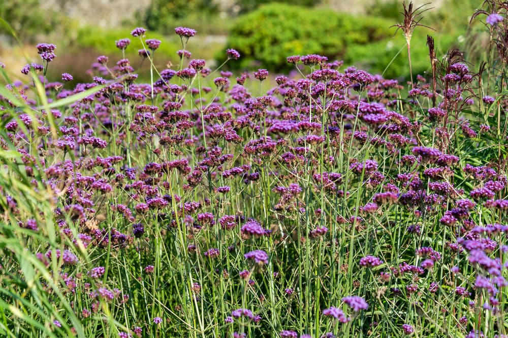 shrubby Verbena bonariensis in a herbaceous border