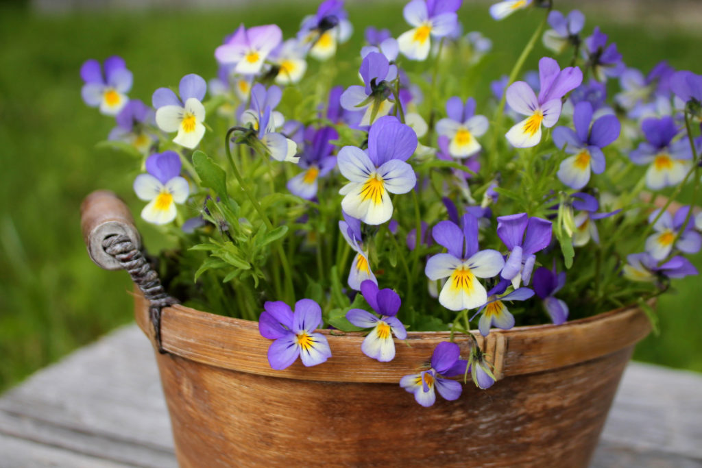 violet and white pansies growing in a pot outside in front of grass