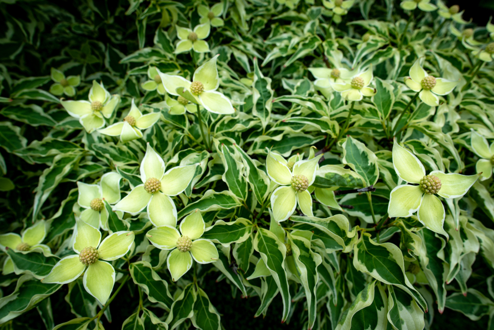 Cornus kousa 'Gold Star' with cream and green leaves and four-petal cream flowers