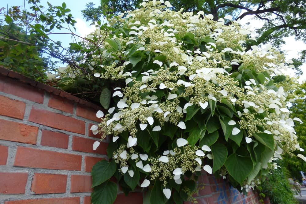 Hydrangea anomala subsp. petiolaris with drooping green foliage and white heart-shaped flowers sat atop a brick wall