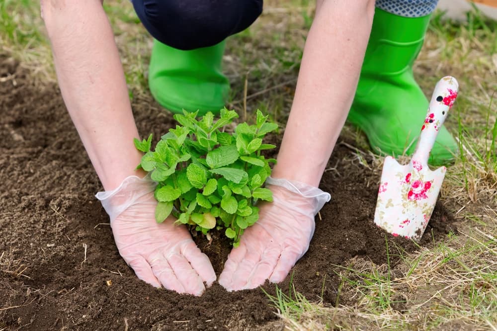 hands transplanting mint into a garden bed with plenty of fresh compost