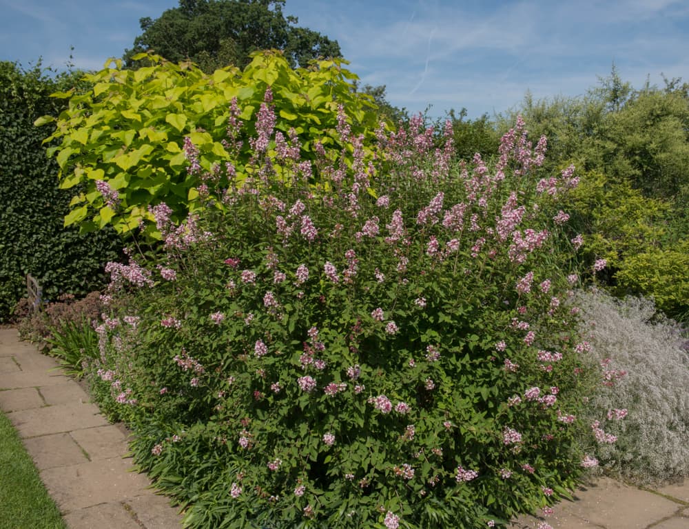 huge lilac shrub with pinkish blooms extending outwards and various other plants in the background