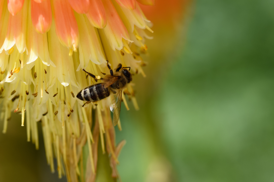 close-up of a kniphofia flower with a bee resting on its centre