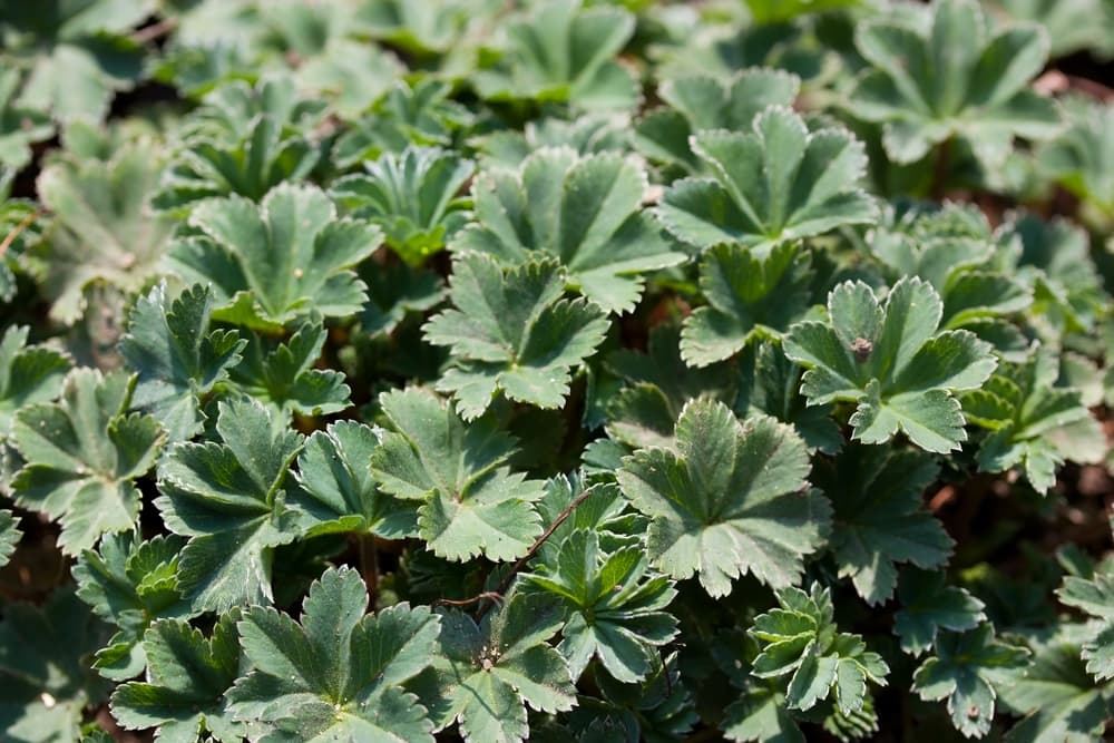 dwarf lady's mantle with minute leaves