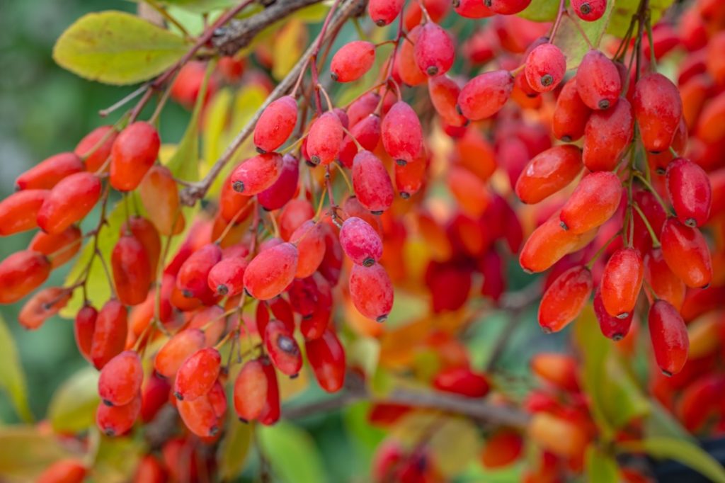 small oval red barberries sprouting from its plant with more of its berries and leaves in the background