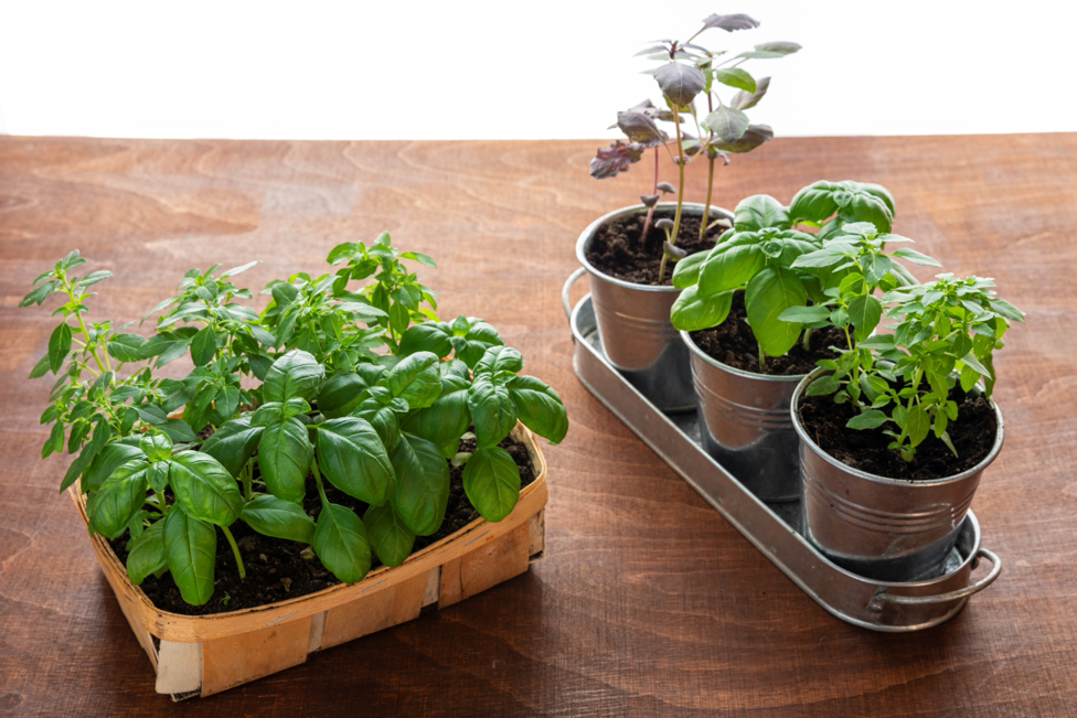 different varieties of basil growing in indoor containers on a wooden surface