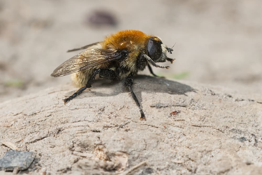 narcissus bulb fly with a bumble bee like appearance