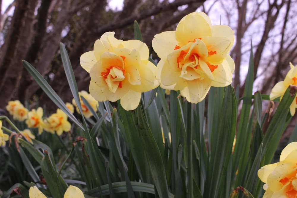 light yellow and orange coloured Tahiti Daffodils